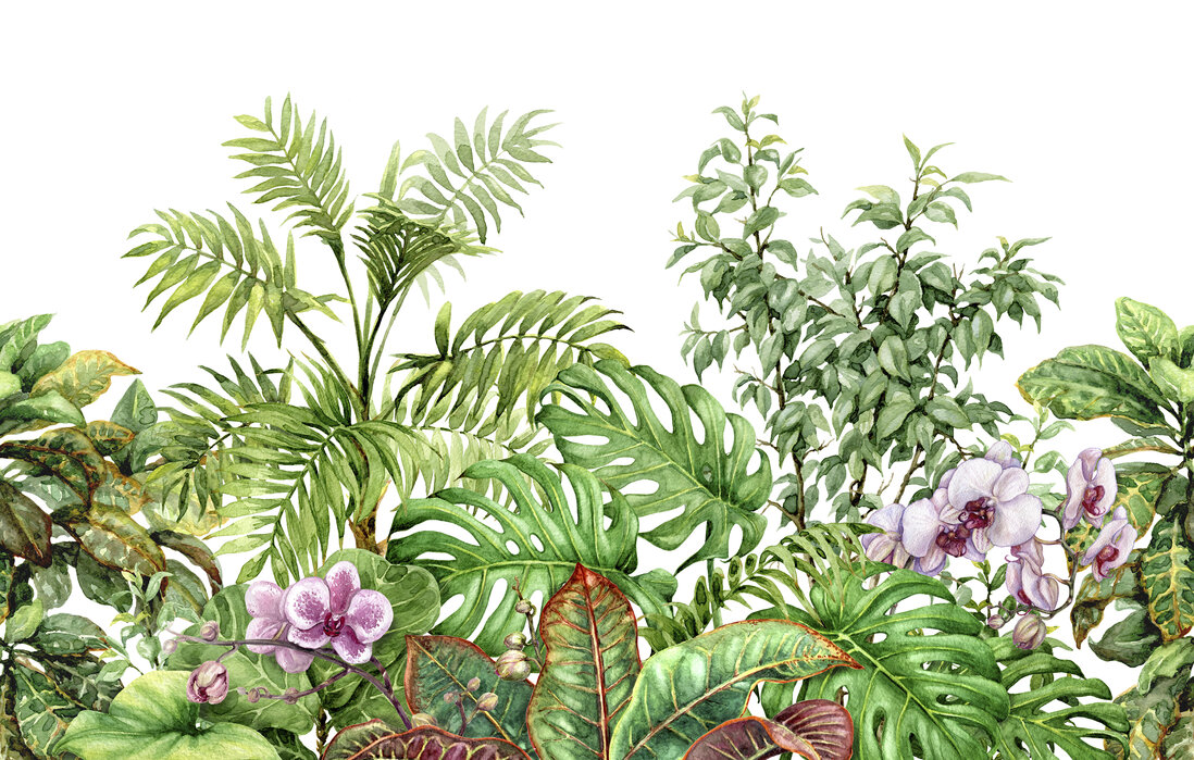 Fresque murale Forêt tropicale