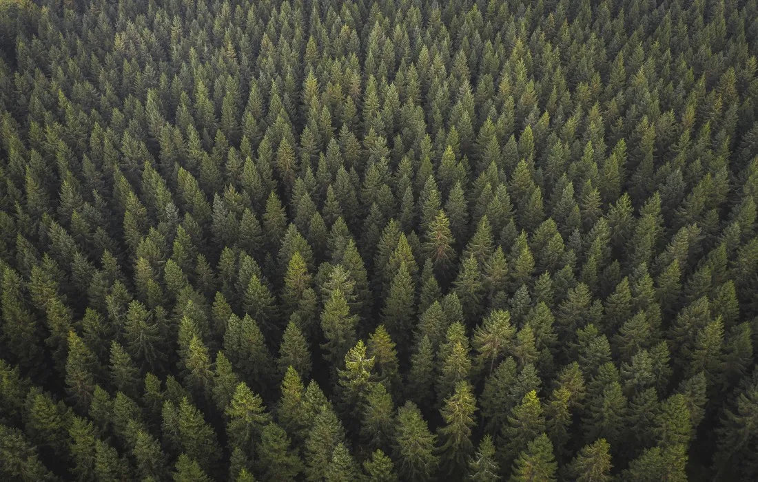 Papier peint panoramique forêt alpine vue du ciel - Poésie Murale