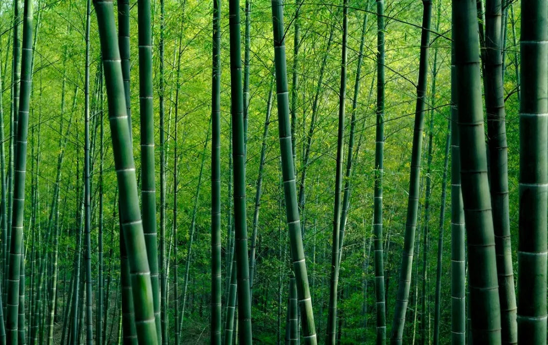 Papier peint panoramique forêt de bambou - Poésie Murale