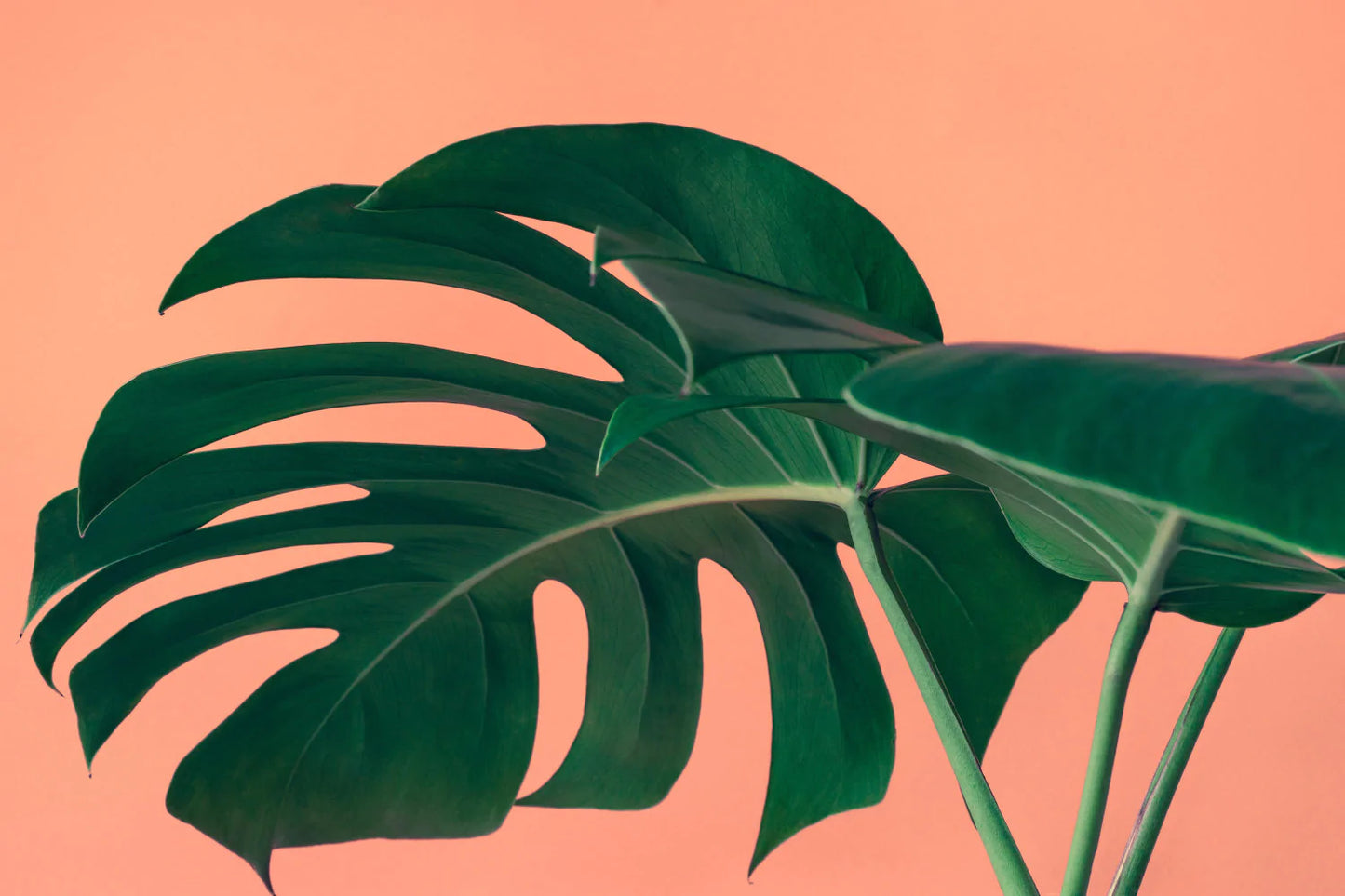 Papier peint panoramique grande feuille de monstera fond orange