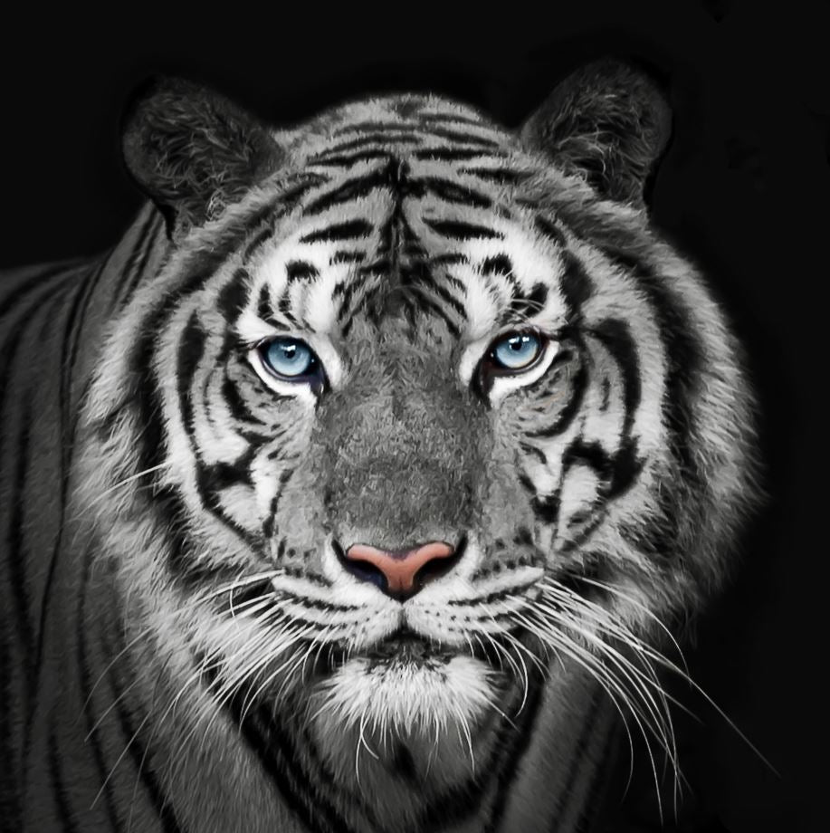Papier peint panoramique tigre noir et blanc - Poésie Murale