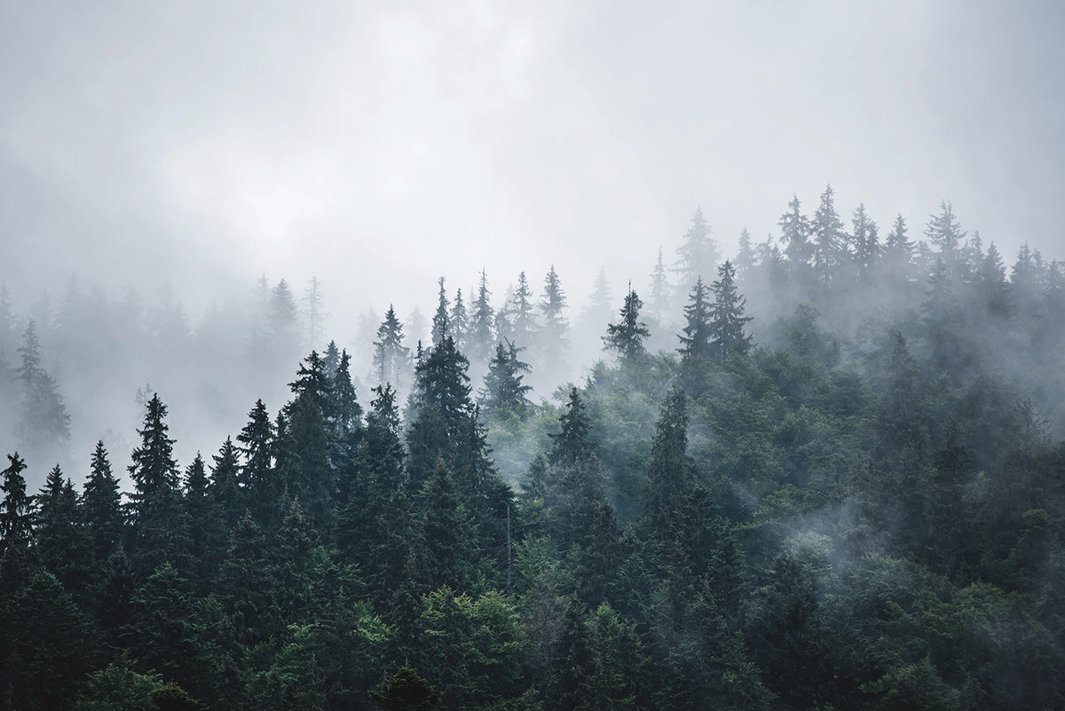 Papier peint panoramique forêt de sapin sous la brume