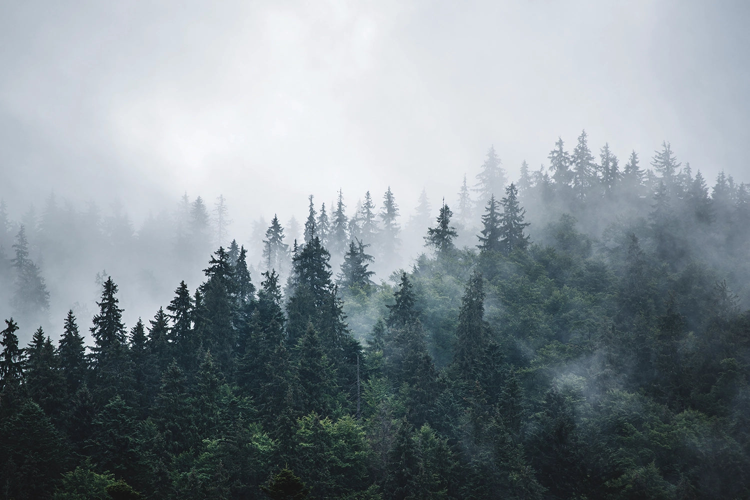 Papier peint panoramique forêt de sapin sous la brume