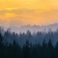 Papier peint panoramique forêt de sapin au coucher de soleil - Poésie Murale
