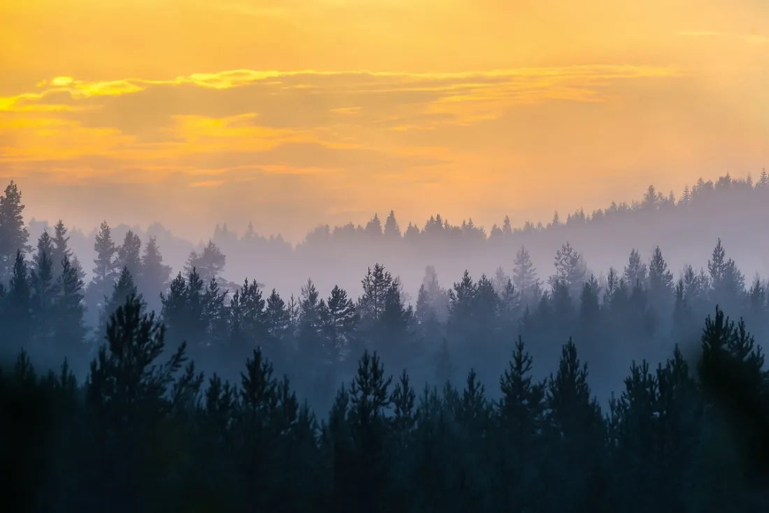 Papier peint panoramique forêt de sapin au coucher de soleil - Poésie Murale