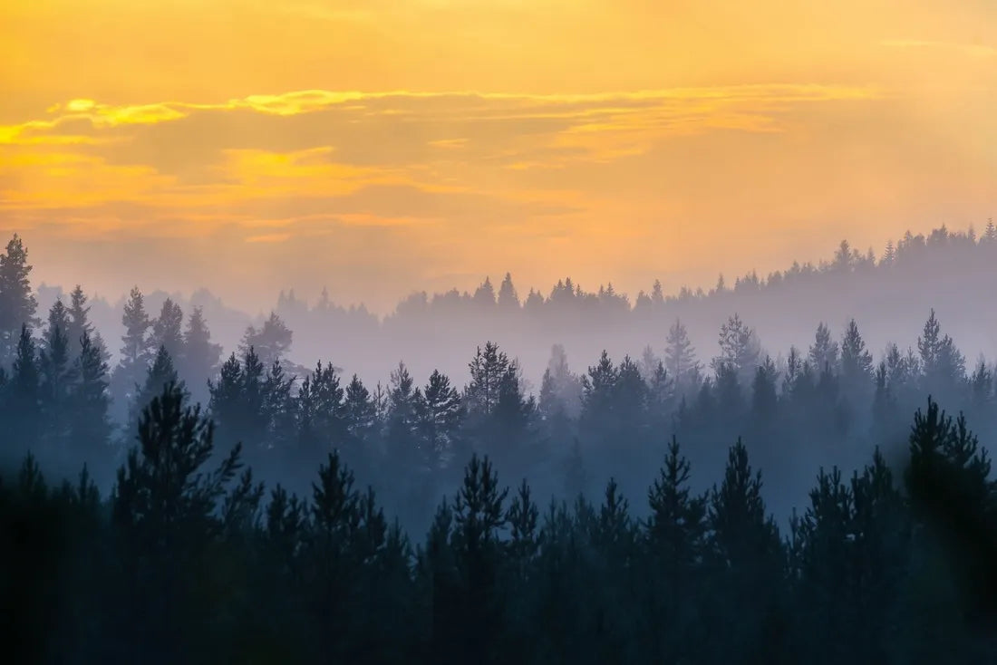 Papier peint panoramique forêt de sapin au coucher de soleil