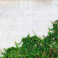 Papier peint panoramique trompe l’œil mur végétal - Poésie Murale