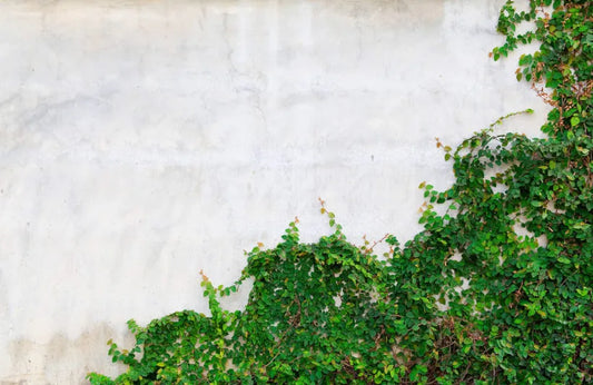 Papier peint panoramique trompe l’œil mur végétal - Poésie Murale