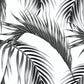 Papier peint panoramique feuille de palmier noir et blanc