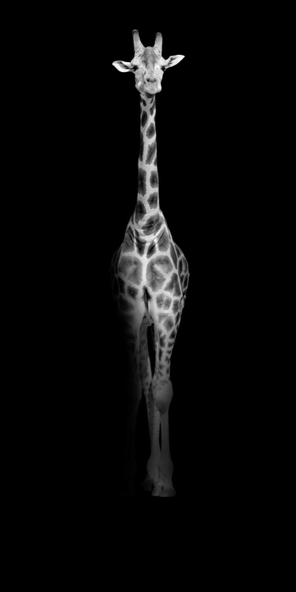 Papier peint panoramique girafe noir et blanc - Poésie Murale