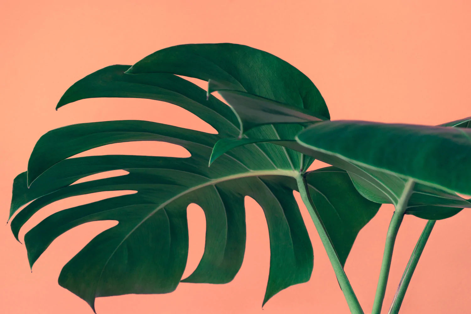 Papier peint panoramique grande feuille de monstera fond orange