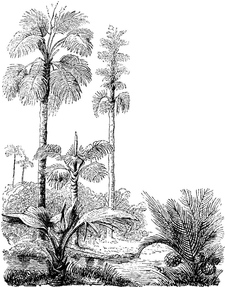 Fresque murale jungle noir et blanc